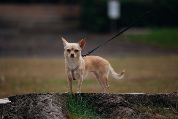 Unlocking Fitness: The Impact of Outdoor Boot Camps on Your Physical Well-Being